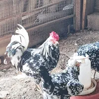 تخم مرغ گلین ریشو چهل تاج اصیل