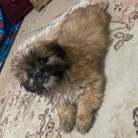 فوری فوری شاه توله پیکینیز|سگ|شهریار, اسدآباد|دیوار