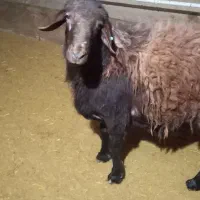 فروش1 راس بره نر همو و2راس قوچ همو کاربلد.|حیوانات مزرعه|کوهین, |دیوار