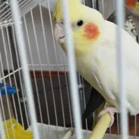 عروس هلندی|پرنده|پرهسر, |دیوار