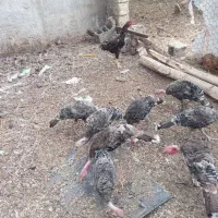 بوقلمون