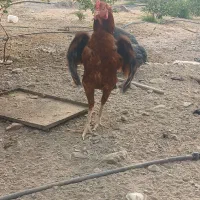 خروس لاری افغان|حیوانات مزرعه|بلوک, |دیوار