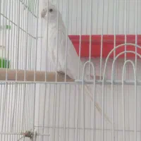 عروس  هلندی. آلبینو