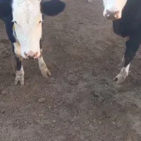 گوساله ماده