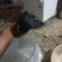 مرغ عشق ماده و یک عدد کفتر زاغ ماده|پرنده|نیمروز, |دیوار