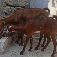 بز دقلوزا گیسه چاق فول 6ماهه قیمت اخرش 12|حیوانات مزرعه|بندرعباس, |دیوار