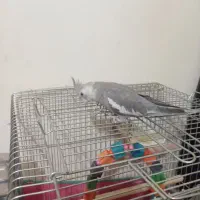 عروس هلندی وات فیس|پرنده|ملایر, |دیوار