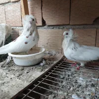 دو جفت کبوتر عروس|پرنده|ارطه, |دیوار