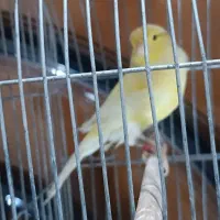 قناری ماده سوپر