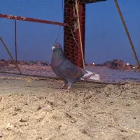 مینالی دم سفیده