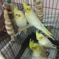 عروس هلندی لوتینو یه تومن