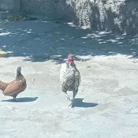 دوعددمرغ وخروس اصل سیبرایتی