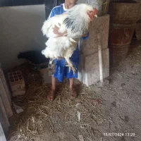 برهما وایت غول پیکر ۲ساله