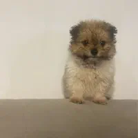 واگذاری پت با شناسنامه ۴ ماهه