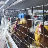 جوجه، نیمچه،مرغ،تخم زینتی اورپینگتون،ورورک|حیوانات مزرعه|رباط‌کریم, رباط‌کریم|دیوار