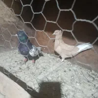 کفتر سینه ای