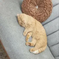 گربه اسکاتیش فولد