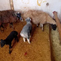 سه عدد میش داشتی|حیوانات مزرعه|فرمهین, |دیوار