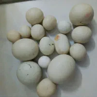 شهاب سنگ و سنگ اسیابی