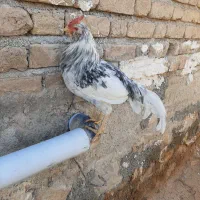 مرغ و خروس گلین|حیوانات مزرعه|سرپل ذهاب, |دیوار