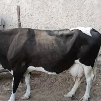 گاو شیرده دورگ