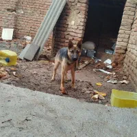 سگ ژرمن اصیل