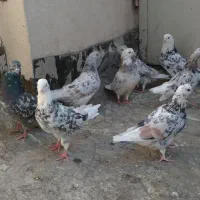 سرور 'هماسرور نروماده پرشی|پرنده|اصفهان, مصلی|دیوار