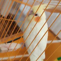 عروس هلندی