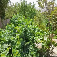 فروش باغ چهار دیواری