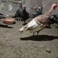 بوقلمون نر ماده