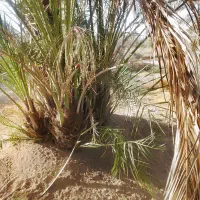 پاجوش نخل|گل و گیاه طبیعی|شادگان, |دیوار