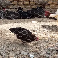 بوقلمون ماده سالم ومرغ و خروس دوستان|پرنده|سبزوار, ایزی شهر|دیوار