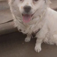 سگ 2ساله بفروش میرسید