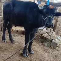 گاومیش