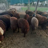 بره زنده|حیوانات مزرعه|اصفهان, بهارستان|دیوار