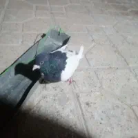 کبوتر|پرنده|شیراز, احمدی جنوبی|دیوار