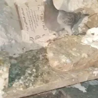 کبوتر|پرنده|آبگرم, |دیوار