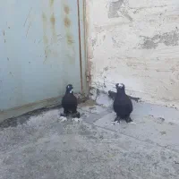 کفتر|حیوانات|تبریز, |دیوار