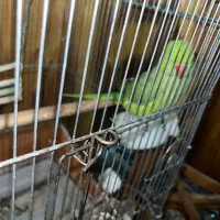 ملنگو ماده + قفس|پرنده|رویان, |دیوار