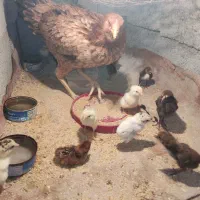 مرغ با جوجه ذات دار2/500|حیوانات مزرعه|تخت, |دیوار