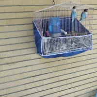 کوتوله برزیلی