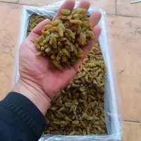 کشمش آفتابی|خوردنی و آشامیدنی|یزد, |دیوار