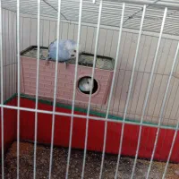 دو جفت مرغ عشق زیبا .|پرنده|شهرکرد, |دیوار