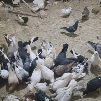 کبوتر پرنده هفت رنگ