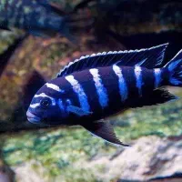 سیچلاید آفریقایی