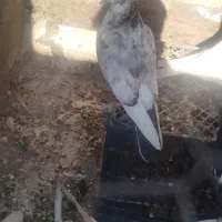 کبوتر کفتر|پرنده|پاکدشت, پاکدشت (مامازند)|دیوار