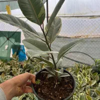 ۲۵۰ گلدان فیکوس ابلق عمده و تک|گل و گیاه طبیعی|رشت, توشیبا|دیوار