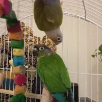 گرینچیک|پرنده|پرند, فاز ۰|دیوار