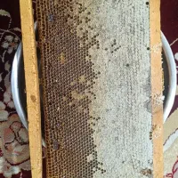عسل طبیعی بهار امسال درجه یک به شرط تست