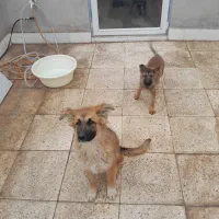 دوعدژرمن اصل یکی نریکی ماده